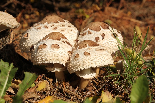 houby v lese